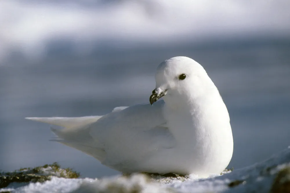 Snow petrel